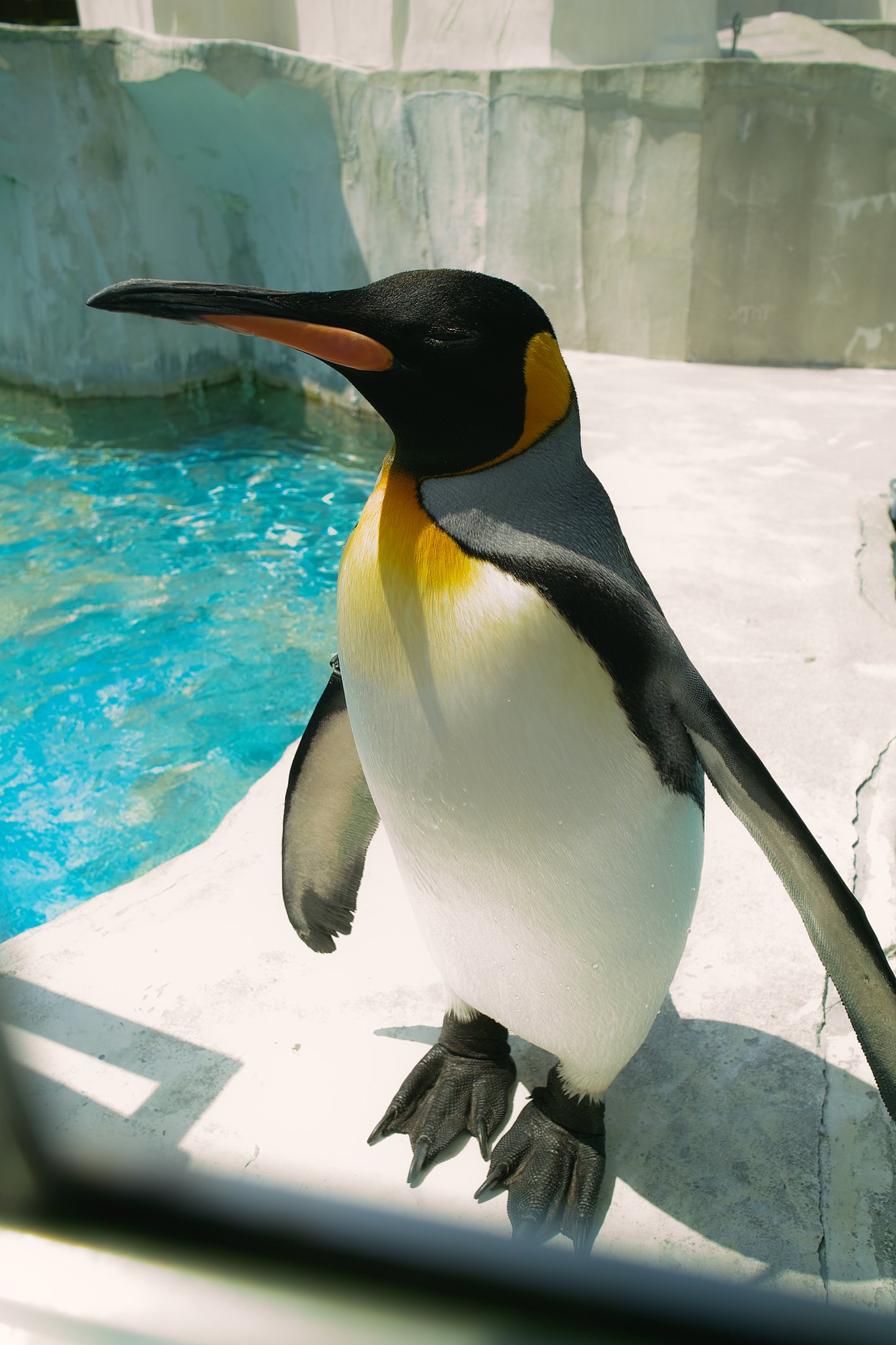 ペンギン