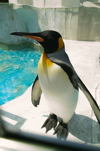 ペンギン