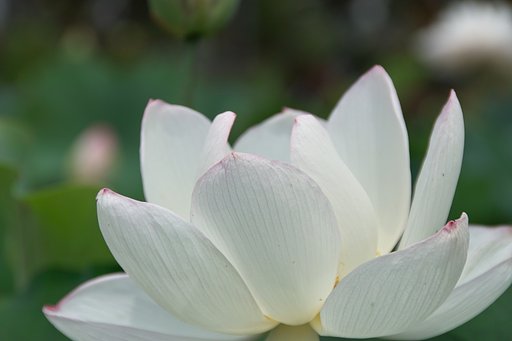 【夏の涼】清涼感