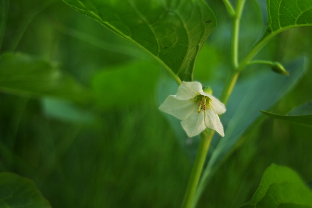 ホオズキの花