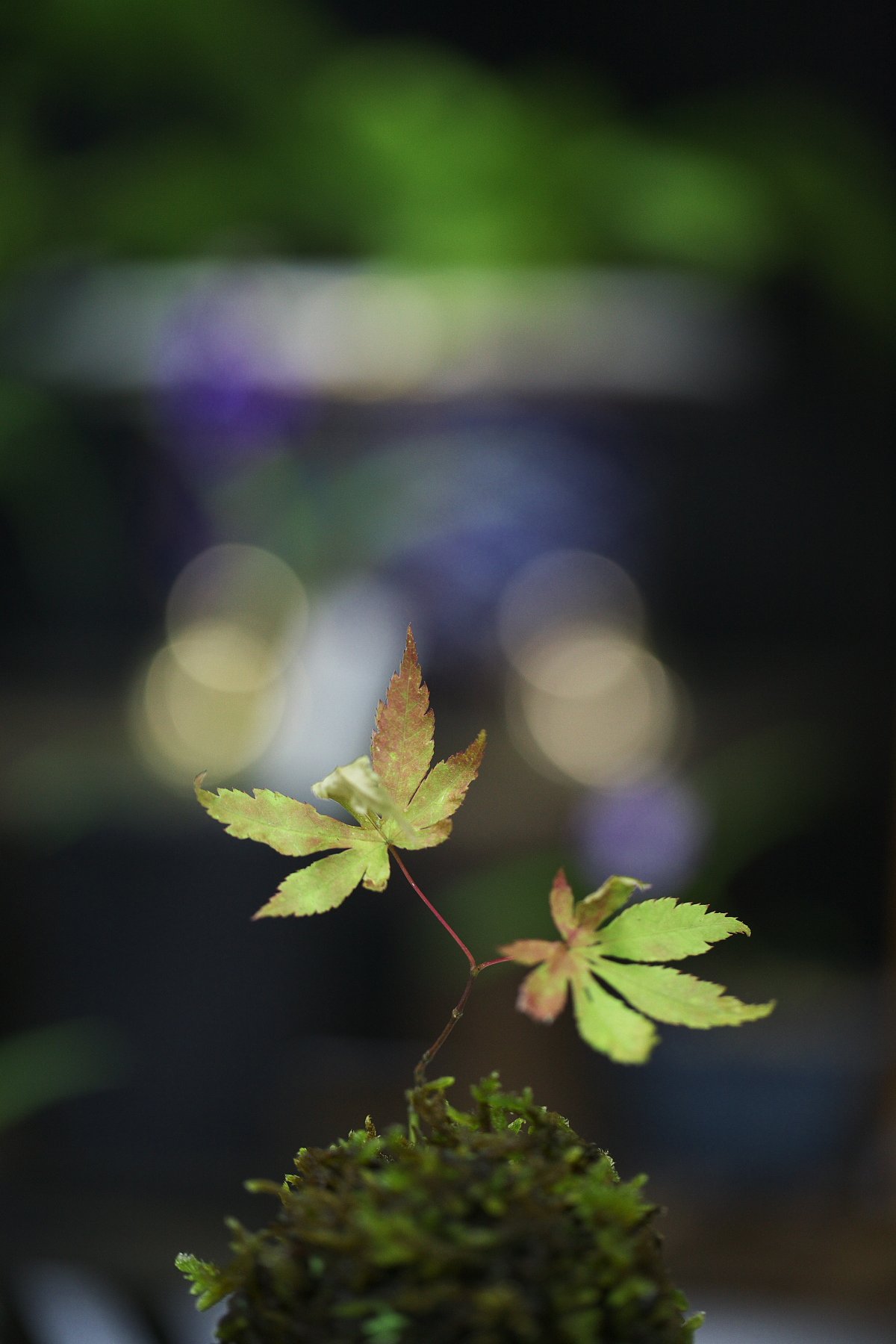 苔玉の世界