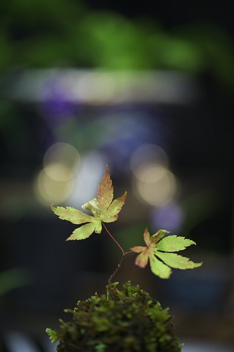 苔玉の世界
