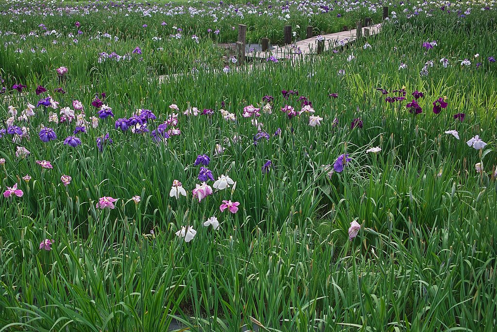 【夏の涼】花ショウブ畑
