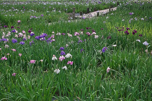 【夏の涼】花ショウブ畑