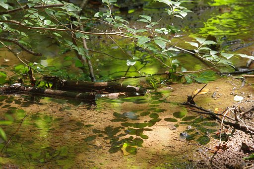 【夏の涼】　水辺