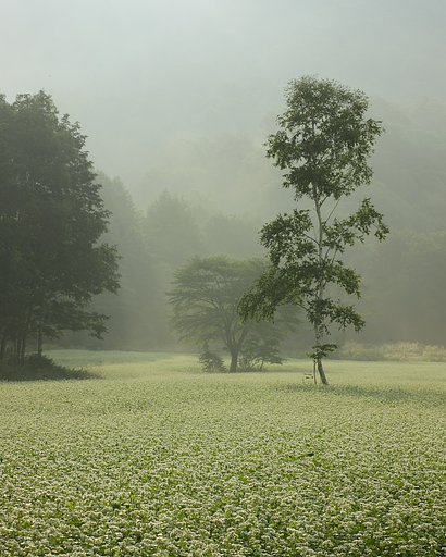 蕎麦の郷