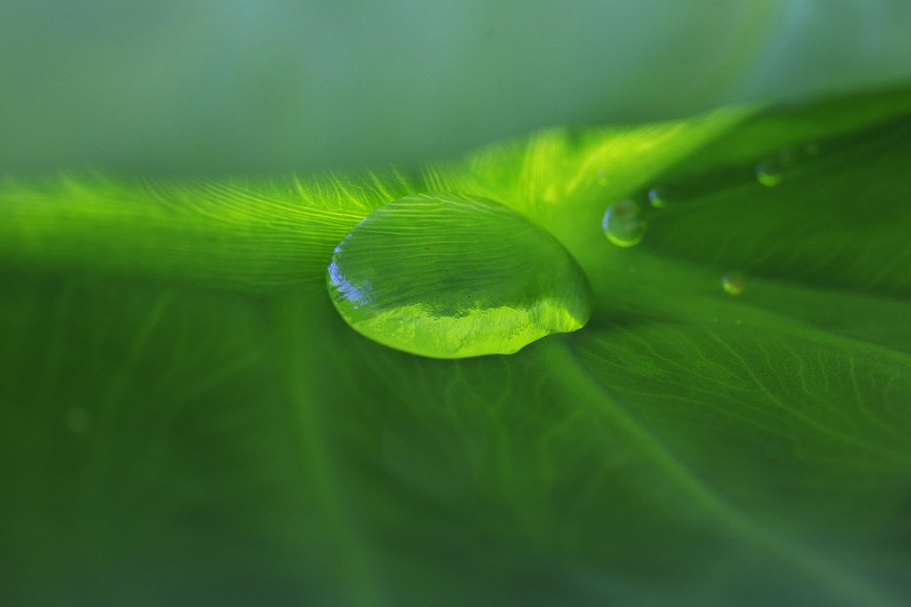 朝露