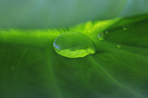 朝露
