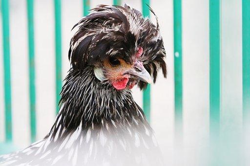 【燃】える鶏顔？の付録