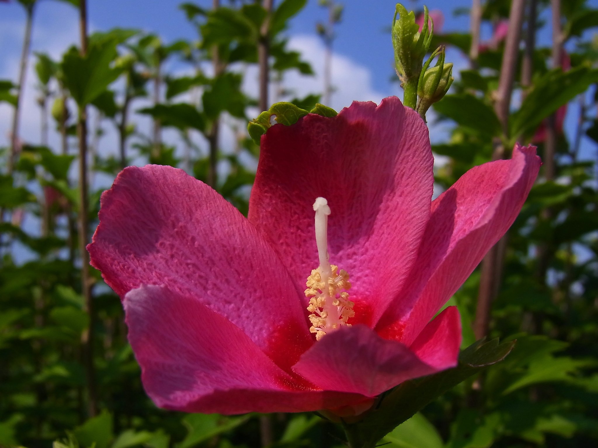 夏の花