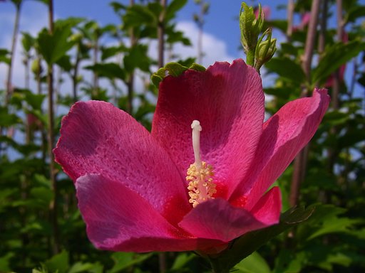 夏の花