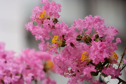 最後の百日紅