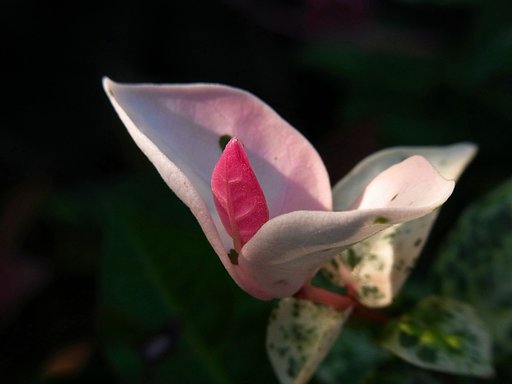赤い新芽