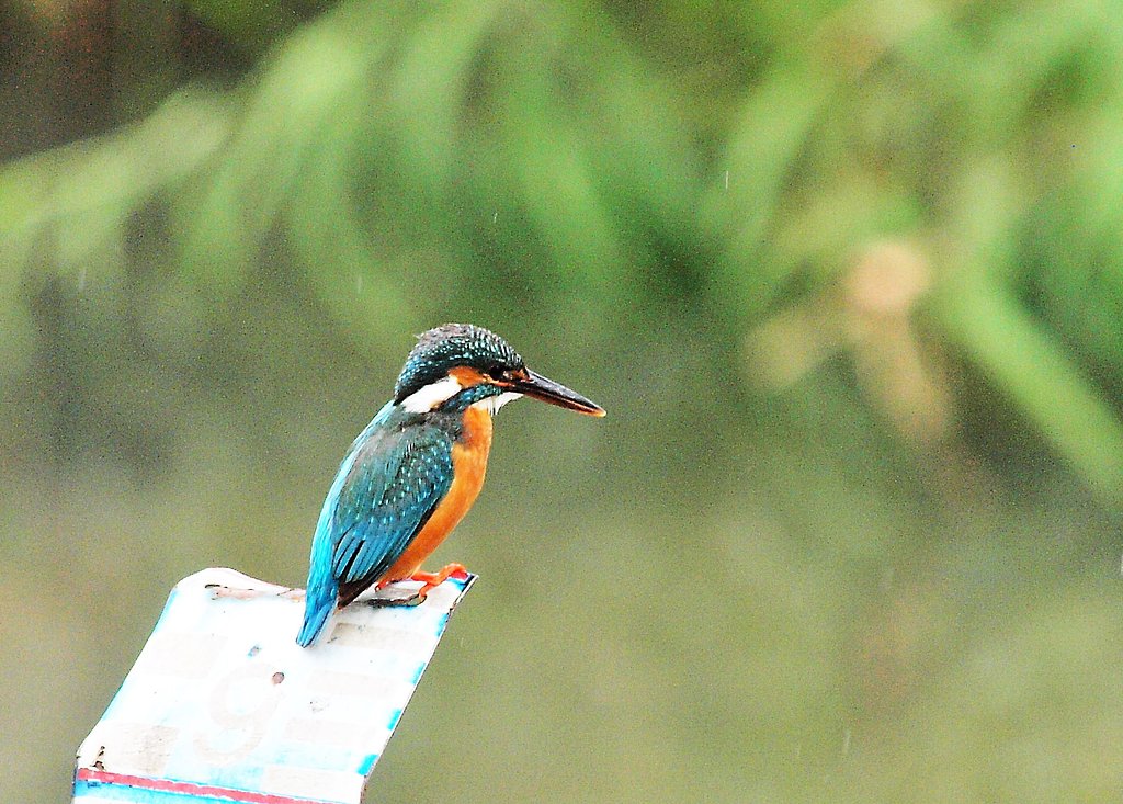 真夏のカワセミ