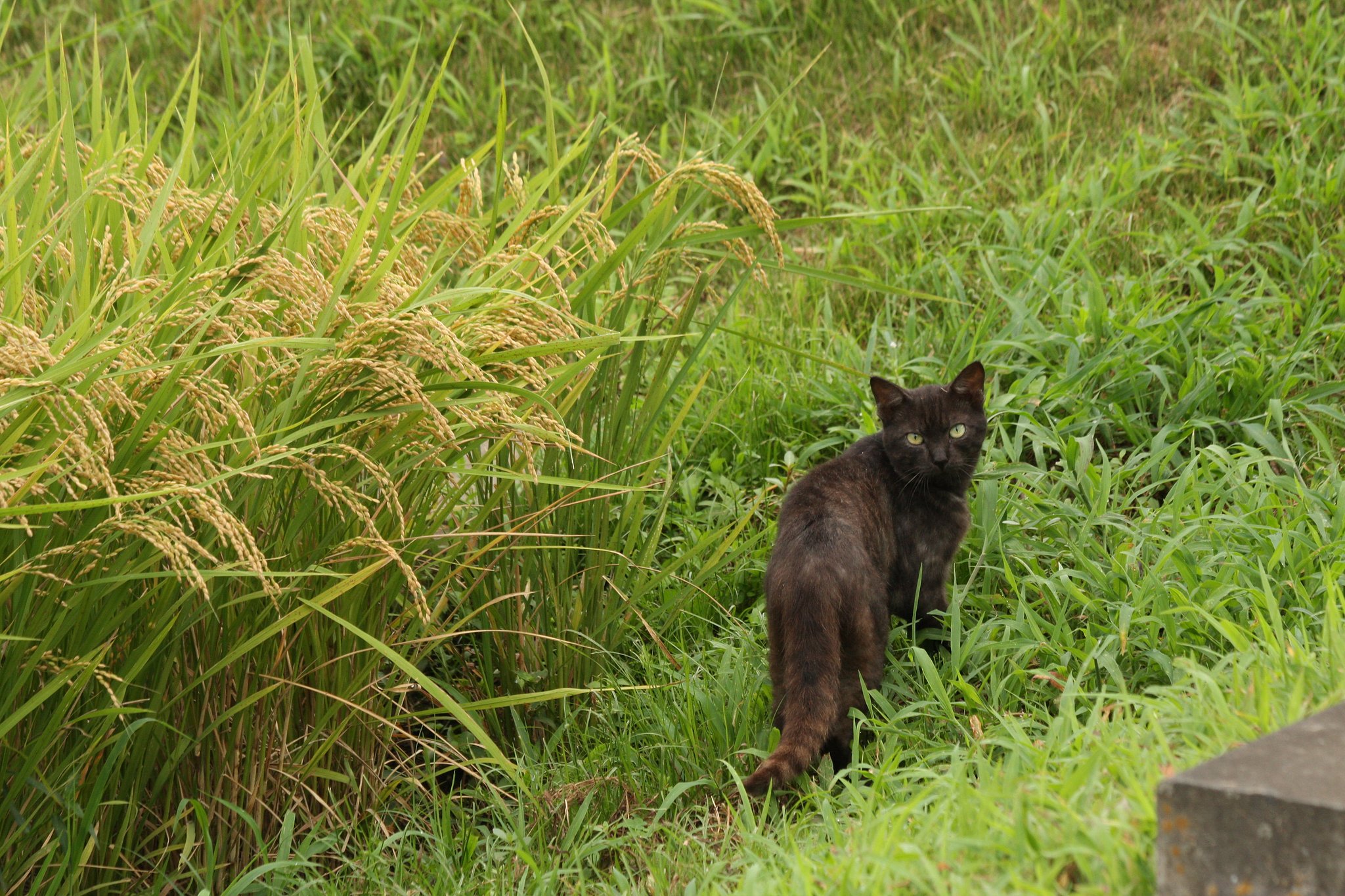 田圃の番人−２