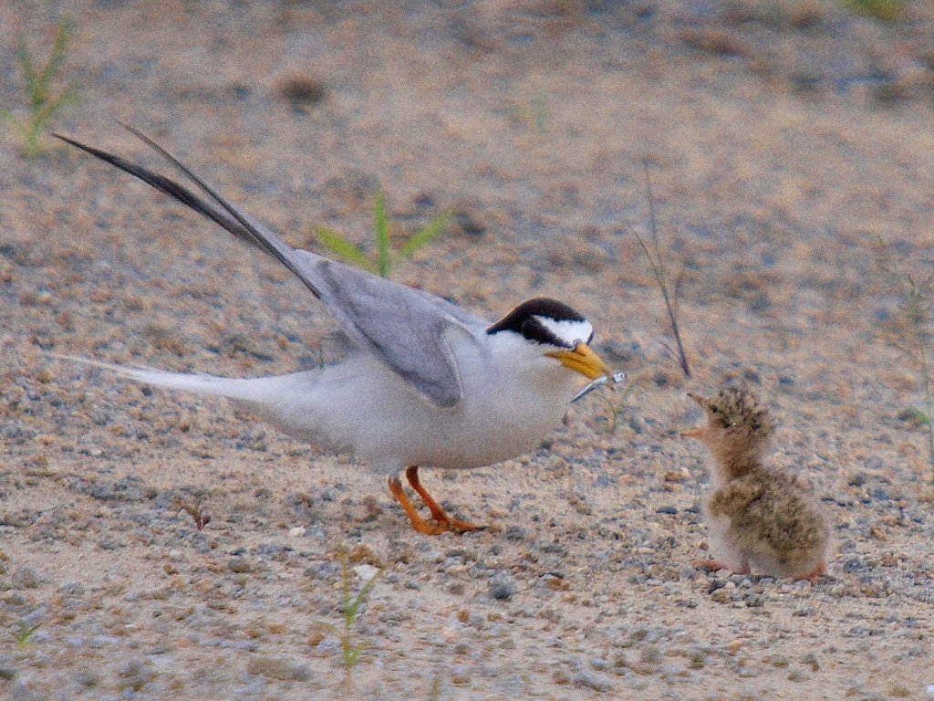 あーんして