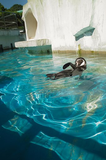 ペンギン