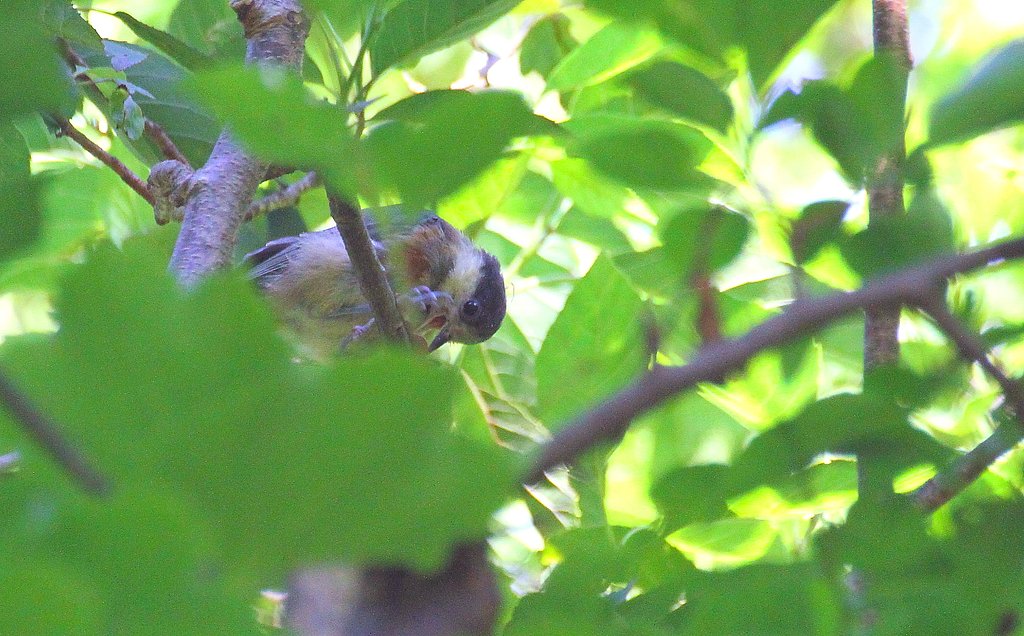 ヤマガラ幼鳥？