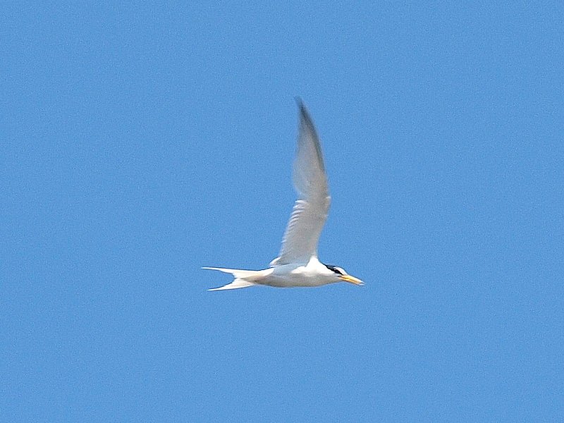 夏の鳥（２）コアジサシ