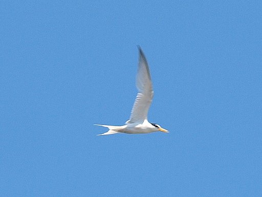 夏の鳥（２）コアジサシ