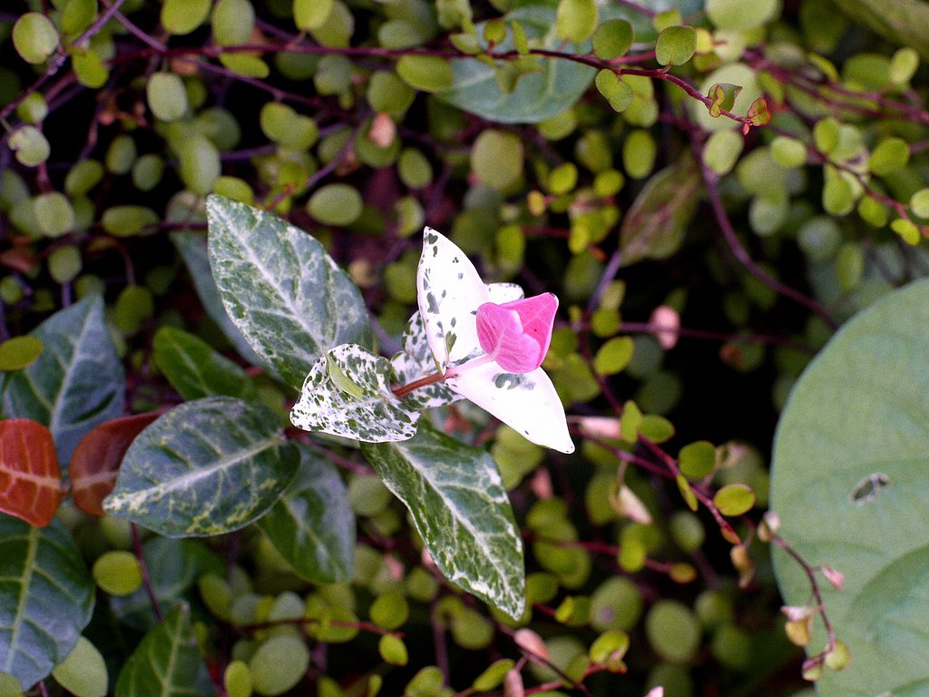 OM 50mm F1.4  レンズ