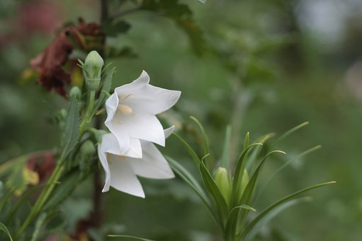 【夏の涼】白