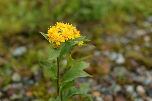 立山の花 #4