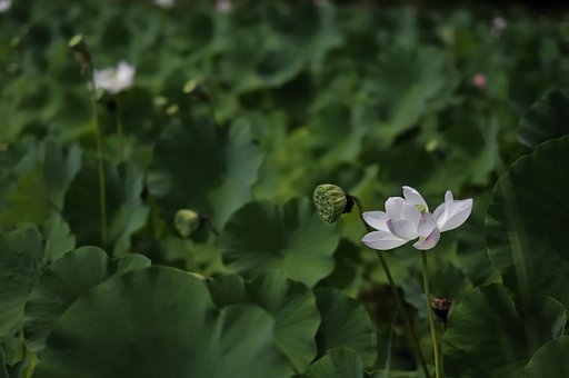 蓮
