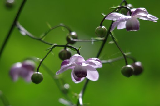 ゲンコツ開いた