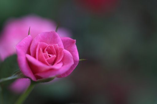 夏の薔薇
