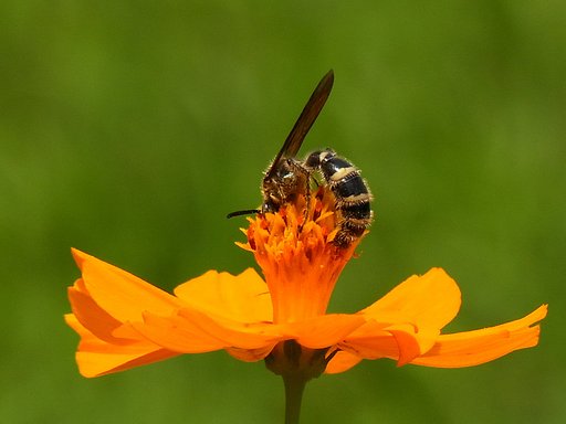 キバナコスモスにハチ