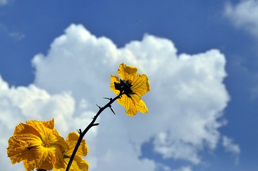 夏空に向かって・・・