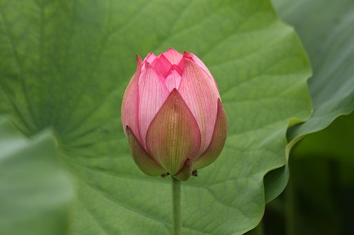 蓮の花