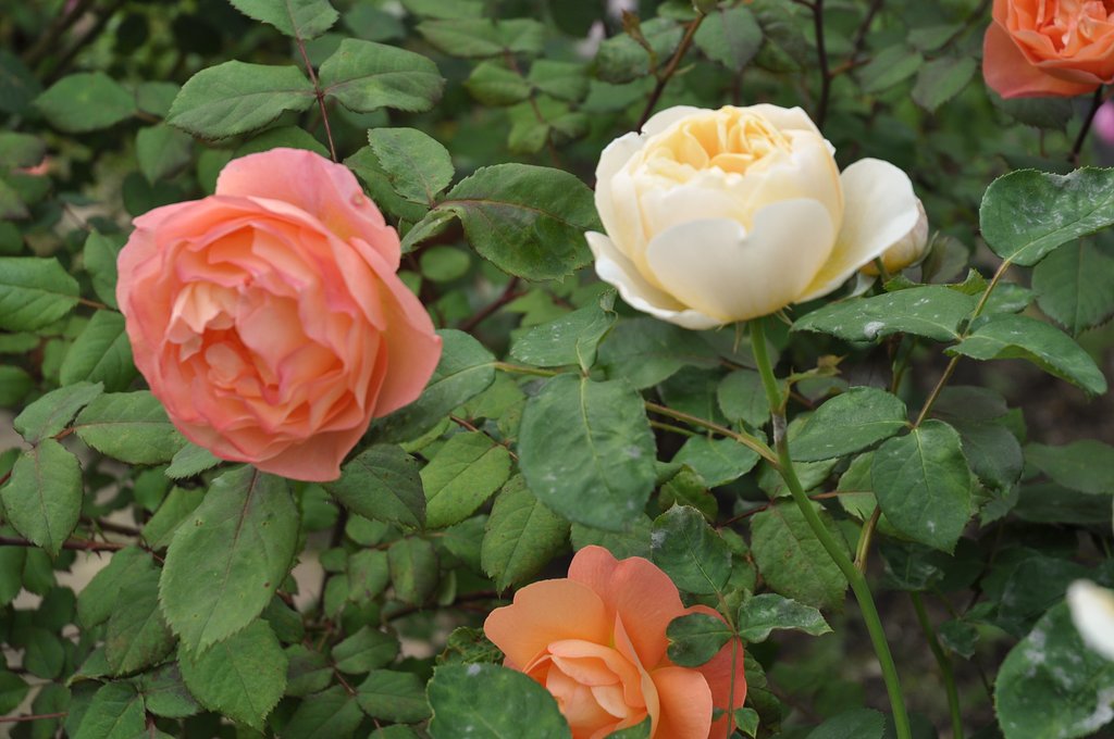 薔薇7