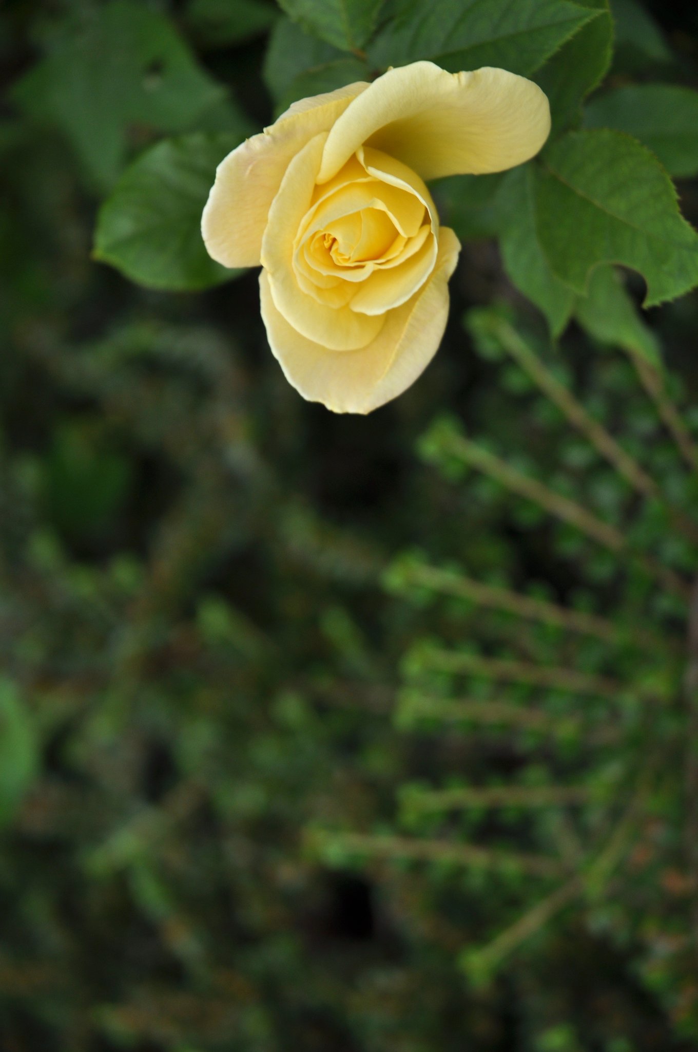 薔薇8
