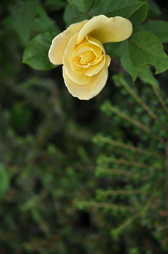 薔薇8