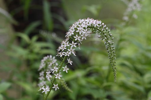 花のアーチ