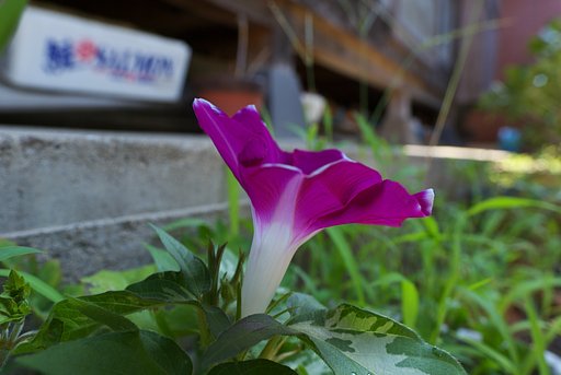 ミニ朝顔の横顔