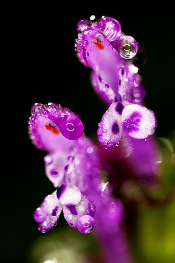 朝露の宝石Ⅱ