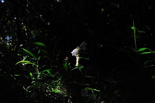 真夏の木陰