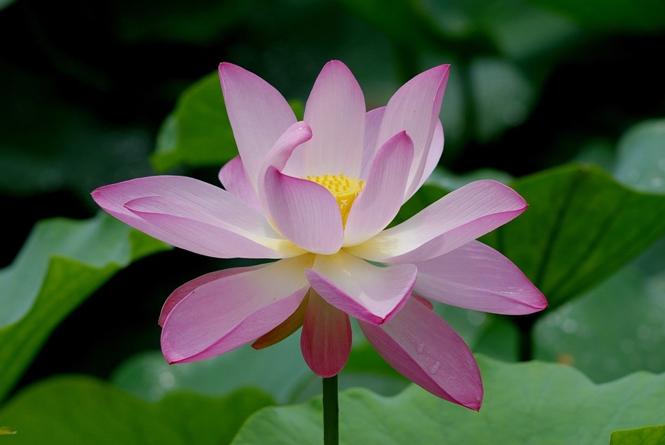 蓮の花