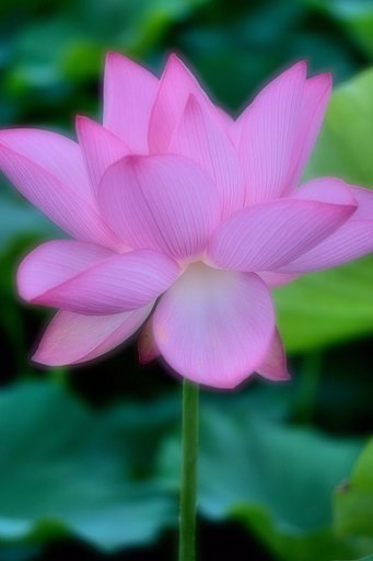 【夏の涼】蓮花