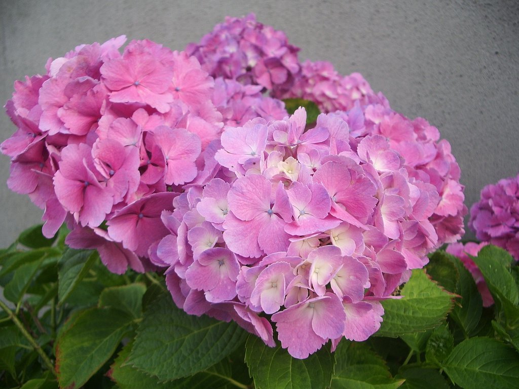 紫陽花