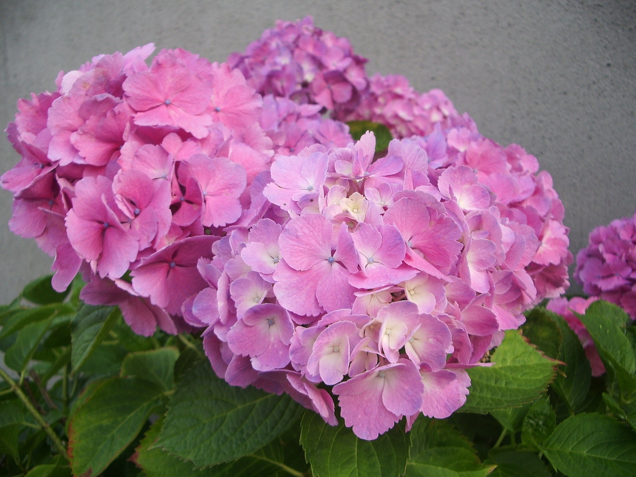 紫陽花