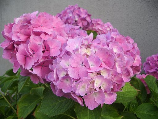 紫陽花