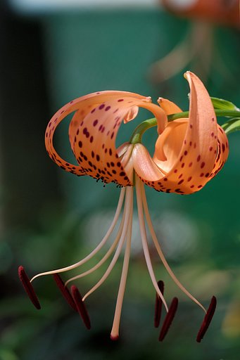 今日の鬼百合