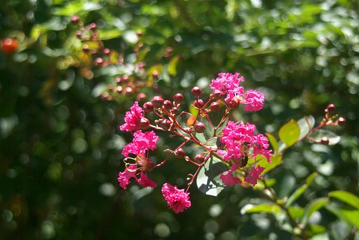 鉢植えの百日紅