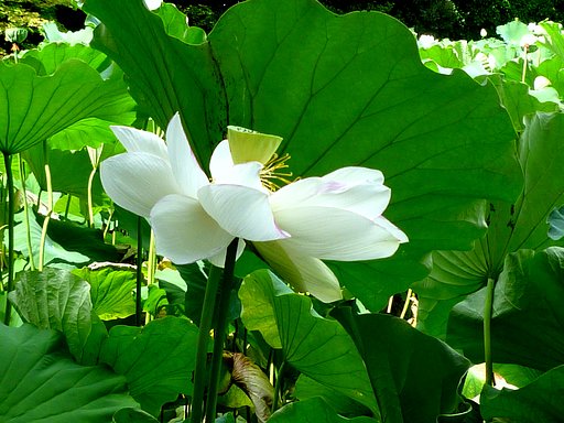 【夏の涼】　蓮