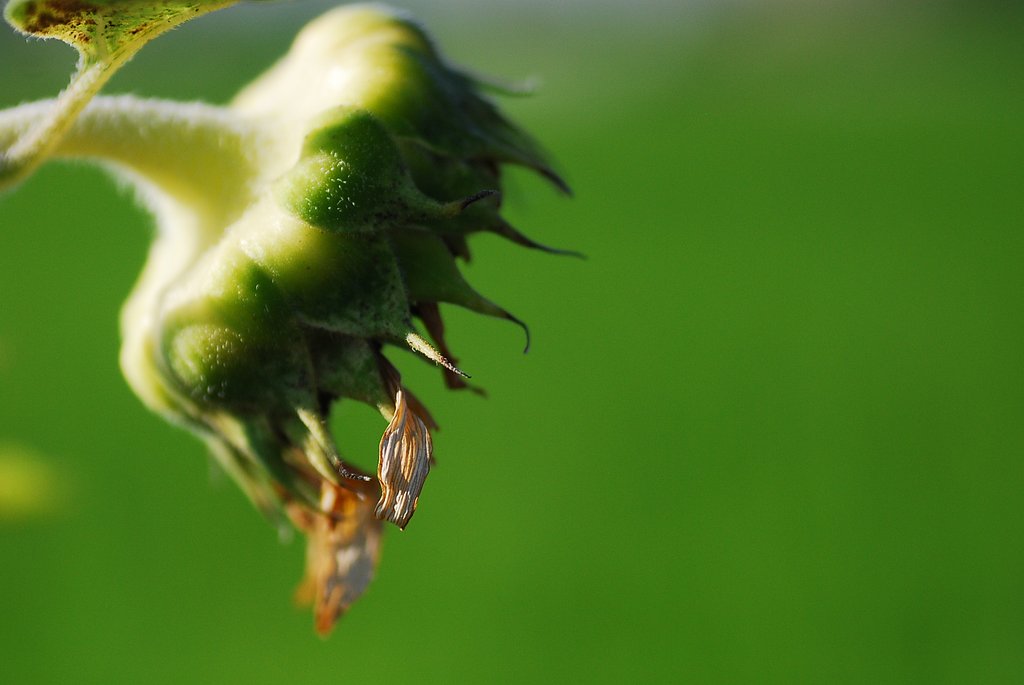あついですね