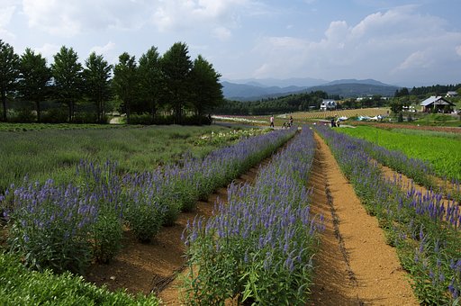 【夏の涼】高原の涼